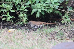 Toxostoma longirostre