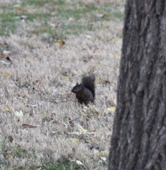 Sciurus carolinensis
