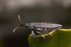 Rhinotia