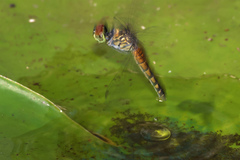 Brachydiplax denticauda