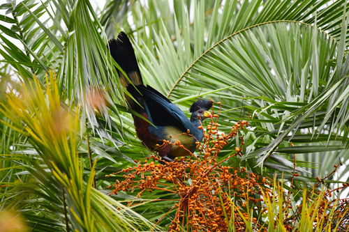 Great Blue Turaco