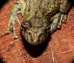 Scinax pedromedinae