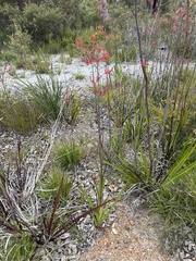 Anigozanthos