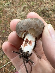 Russula dissimulans