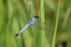 Brachydiplax denticauda