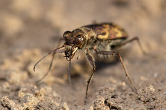 Cylindera apiata