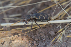 Cylindera apiata