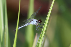 Brachydiplax denticauda