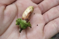 Gmelina arborea