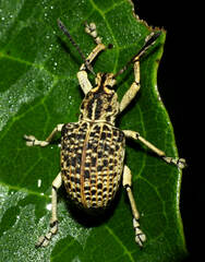 Cydianerus latruncularius