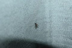 Culiseta inornata