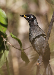Bolemoreus frenatus