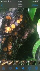 Scutellinia