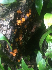 Scutellinia