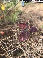 Rubus pensilvanicus