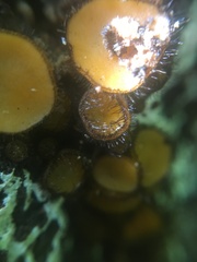 Scutellinia