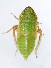 Aphrodes