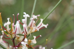 Hakea trifurcata