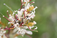 Hakea trifurcata