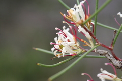 Hakea trifurcata