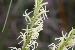 Tripterococcus brunonis