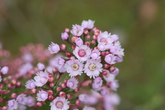 Verticordia plumosa