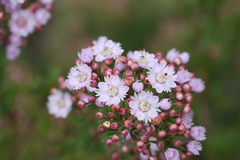 Verticordia plumosa