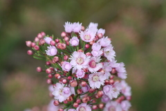 Verticordia plumosa