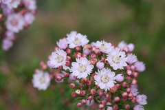 Verticordia plumosa