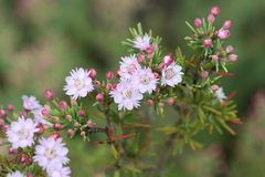 Verticordia plumosa