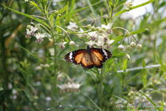 Danaus petilia