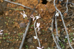 Stylidium petiolare