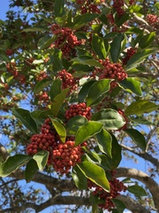 Ilex rotunda