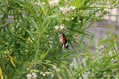 Danaus petilia