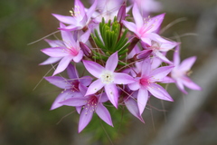 Calytrix glutinosa
