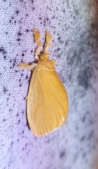 Dalceridae