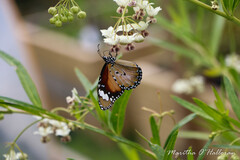 Danaus petilia
