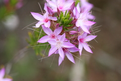 Calytrix glutinosa