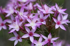 Calytrix glutinosa