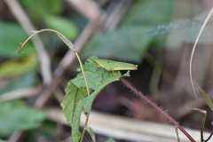 Pyrgomorphidae