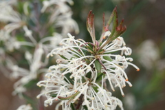 Grevillea pilulifera