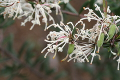 Grevillea pilulifera