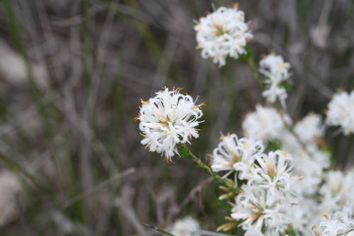 Image of Rice Flower (Andersonia aristata) by (c) Benjamin Anderson, some rights reserved (CC BY)
