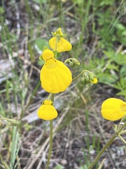 Calceolaria biflora