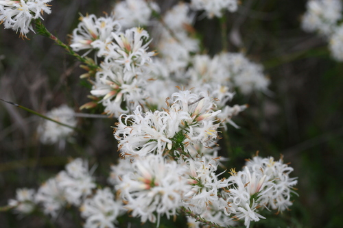 Image of Andersonia aristata by (c) Benjamin Anderson, some rights reserved (CC BY)