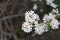 Andersonia