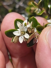 Nematolepis ovatifolia