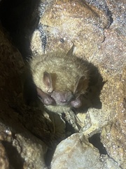 Perimyotis subflavus