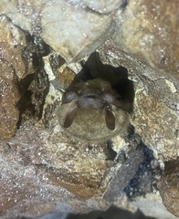 Perimyotis subflavus