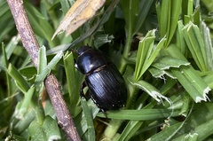 Heteronychus arator